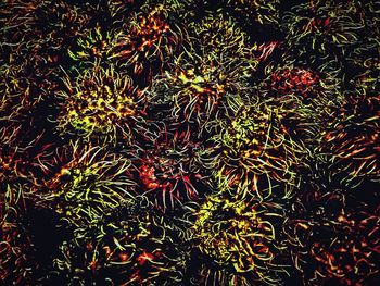 Full frame shot of flowering plant