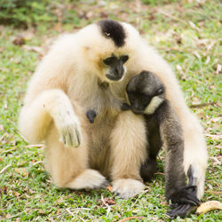 Close-up of monkey sitting on field