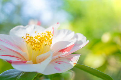 Close-up of yellow flower