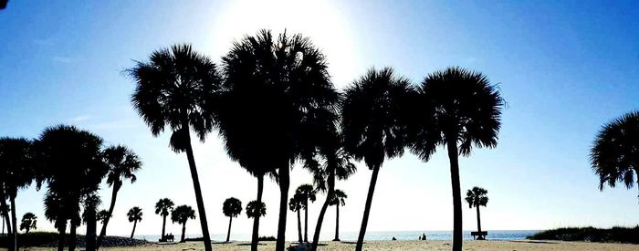 Palm trees against blue sky