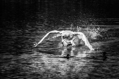 Full length of a swan swimming in lake