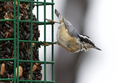 Close-up of bird perching on a feeder