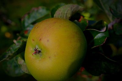 Close-up of fruit