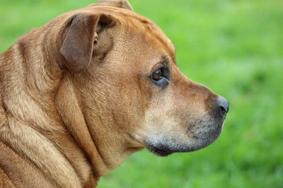 Close-up of a dog looking away