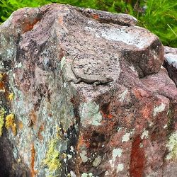 Close-up of moss on rock