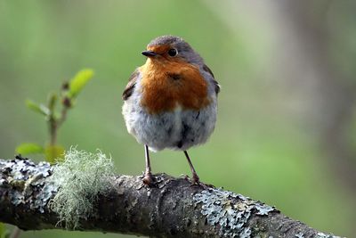 Close-up of bird perching outdoors