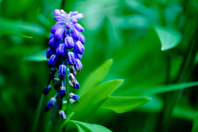 Close-up of purple flowering plant