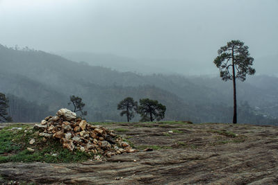 Stack of logs in forest against sky