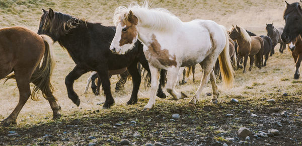 Horses in a field