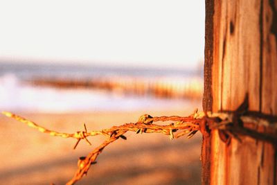 Close-up of barbed wire on beach against sky