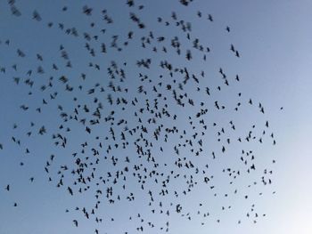 Flock of birds flying against sky