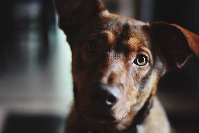 Close-up portrait of dog