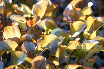 Close-up of leaves on plant in field