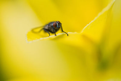 Close-up of fly on yellow flower