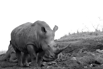 Side view of rhinoceros against clear sky