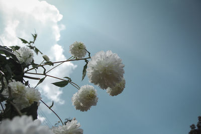 Low angle view of flowering plant against sky