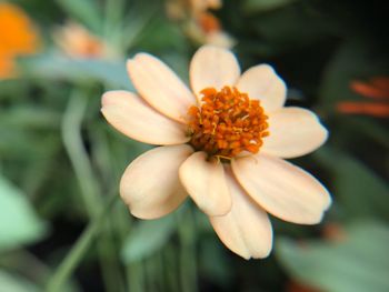 Close-up of flower blooming outdoors