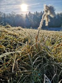 Close-up of grass on field against sky