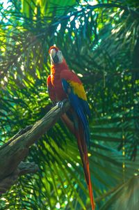 Close-up of parrot perching on branch