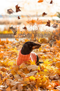 Portrait of a dachshund dog in the fallen leaves of an autumn park on a sunny day.