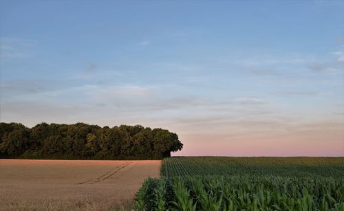 Scenic view of field against cloudy sky