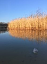 Scenic view of lake against clear blue sky