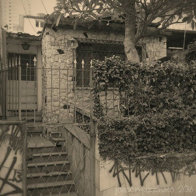 architecture, built structure, building exterior, tree, house, residential building, residential structure, old, steps, building, plant, abandoned, day, outdoors, growth, no people, wall - building feature, railing, staircase, damaged