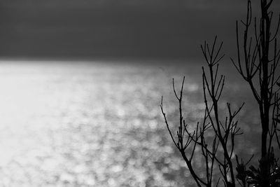 Close-up of plant against sea