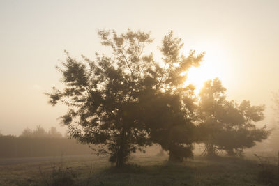 Trees on field against sky during sunset