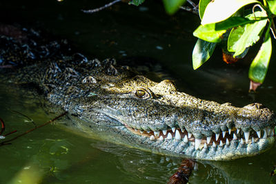 Close-up of crocodile