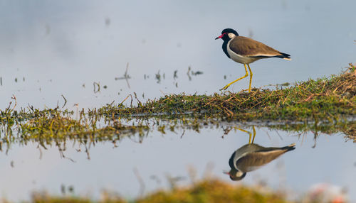 Bird perching on a lake