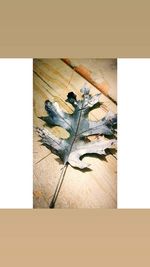 High angle view of lizard on wooden floor