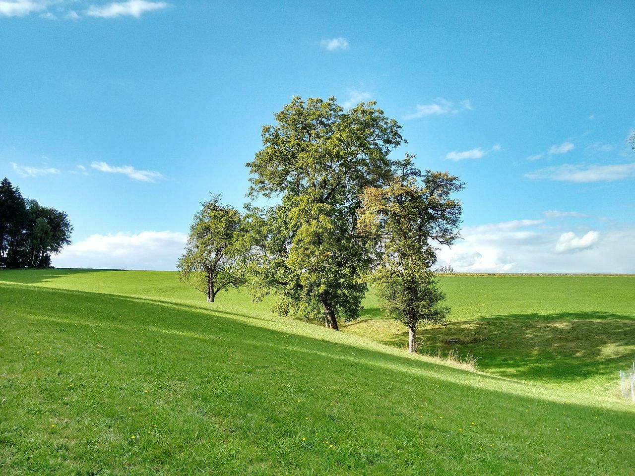 grass, tree, sky, tranquil scene, tranquility, field, landscape, green color, scenics, beauty in nature, nature, grassy, growth, cloud, blue, cloud - sky, green, sunlight, rural scene, idyllic