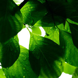 Close-up of water drops on leaves