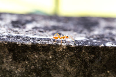 Close-up of insect on tree trunk