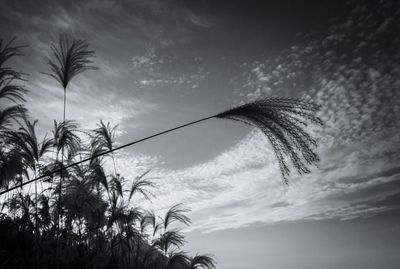 Low angle view of palm tree against sky