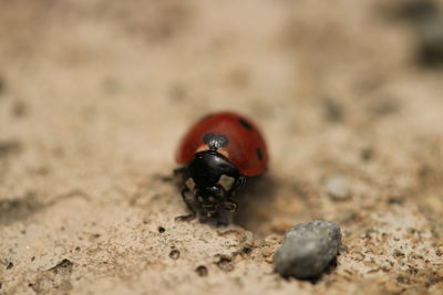 animal wildlife