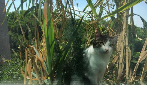 Portrait of cat sitting by plants