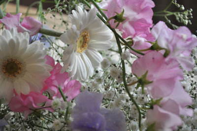 Close-up of pink cherry blossoms