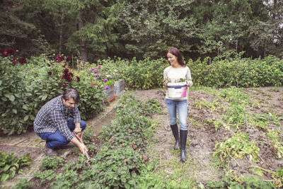 Mid adult couple working in organic farm