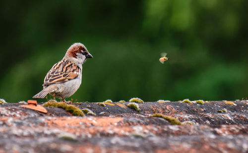 Close-up of bird perching on a tree