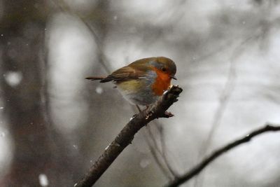 Close-up of bird perching on branch