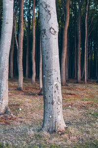 View of trees in forest