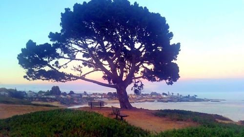 Tree on field by sea against sky