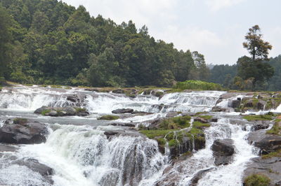 Scenic view of waterfall in forest