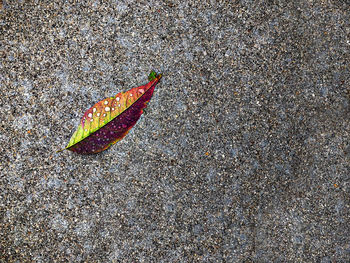 High angle view of leaves on road