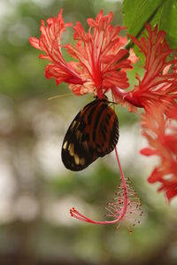 Close-up of butterfly pollinating on red flower