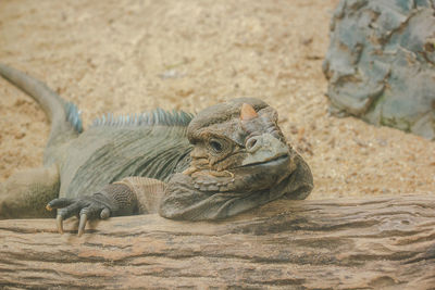 Close-up of lizard on rock