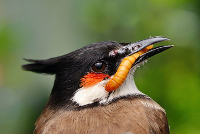 Close-up of a bird looking away