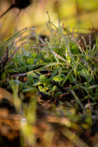 Close-up of wet grass